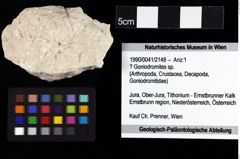 Foto (Objket + Etiketten) von ? Goniodromites sp. 